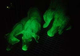 green-pigs.jpg